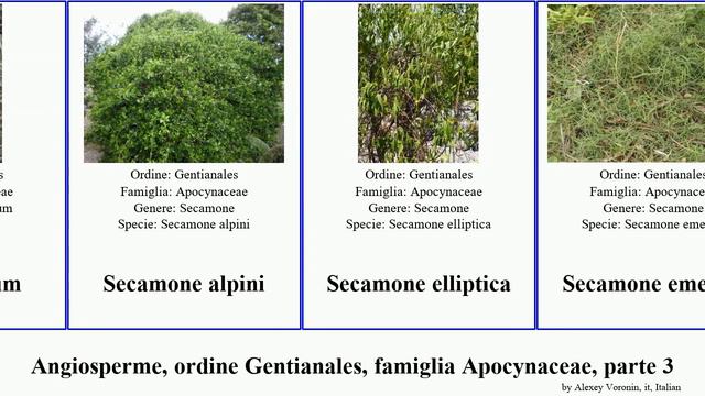 Angiosperme, ordine Gentianales, famiglia Apocynaceae, parte 3 tabernaemontana parsonsia stapelia смотреть онлайн