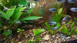 Гурами и петушки в аквариуме