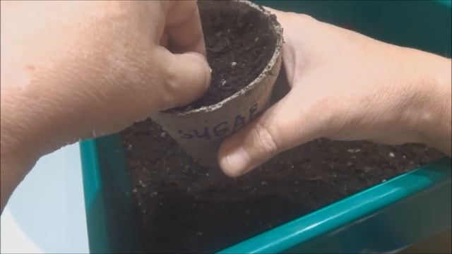 Как Посадить Ранние Арбузы смотреть онлайн