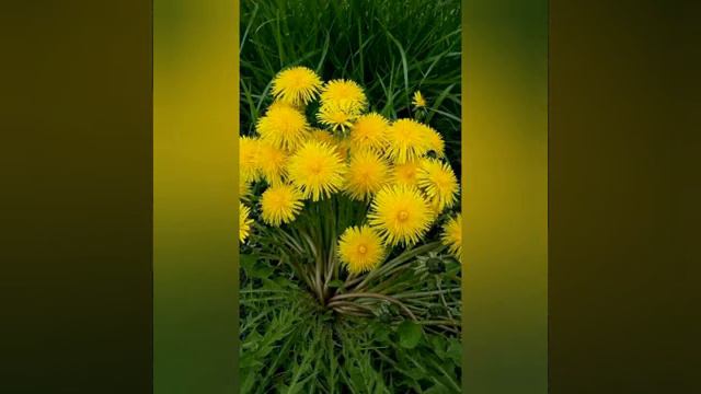 Пісня " Кульбаба" смотреть онлайн