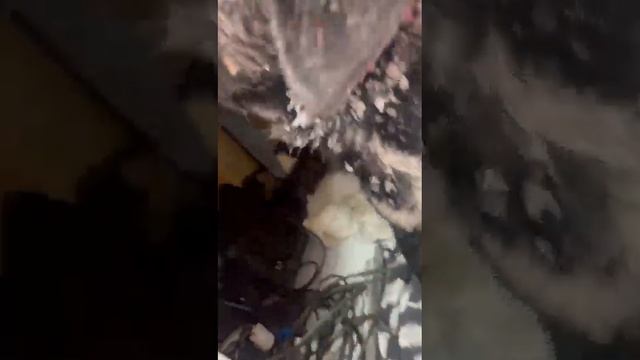 ночью погрызли Лорда?