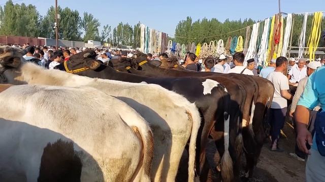 Uychi tumani Yorqõrģon mol bozori yosh buqalar narhlari 7.06.2023yil Admin+99833.781.14.04 смотреть онлайн