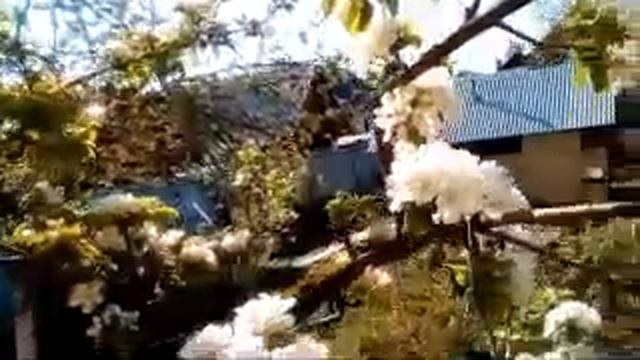 Один лишь раз сады цветут.. Пчёлы активно работают, а мы занимаемся с Борисычем!!! смотреть онлайн