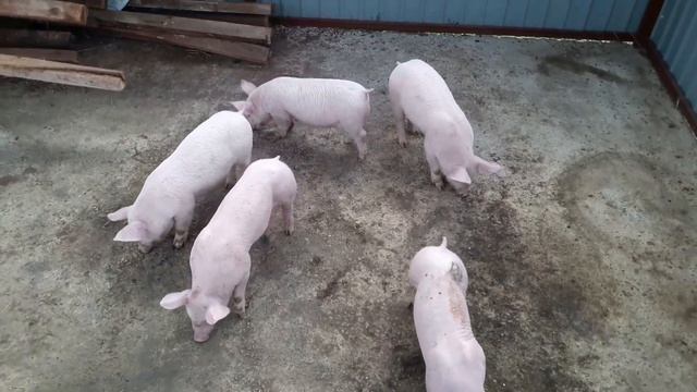 Поросята ТЭМПО-ПЬЕТРЕН и родились КБ-ДЮРОК смотреть онлайн