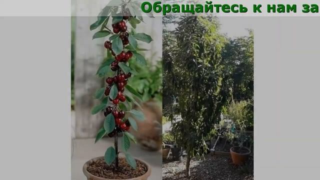 Сайт Домашние Фрукты Отзывы смотреть онлайн