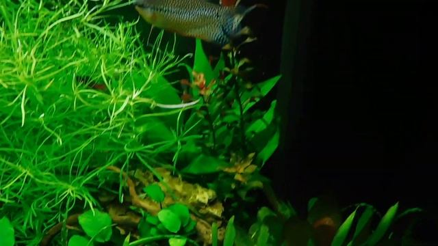 Аквариум,Рыбки,Танец черного барбуса смотреть онлайн