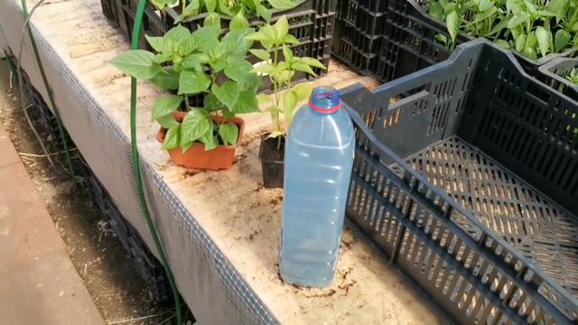 Полейте этой Волшебной Палочкой вашу рассаду и случится Чудо! Лучшее природное бесплатное удобрени смотреть онлайн