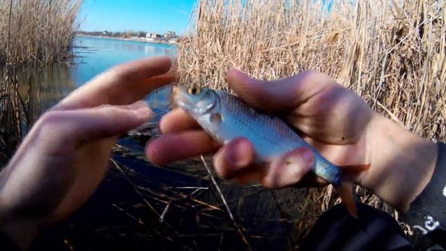 Рыбалка ранней весной 2020! Ловля на поплавок маховой удочкой! смотреть онлайн