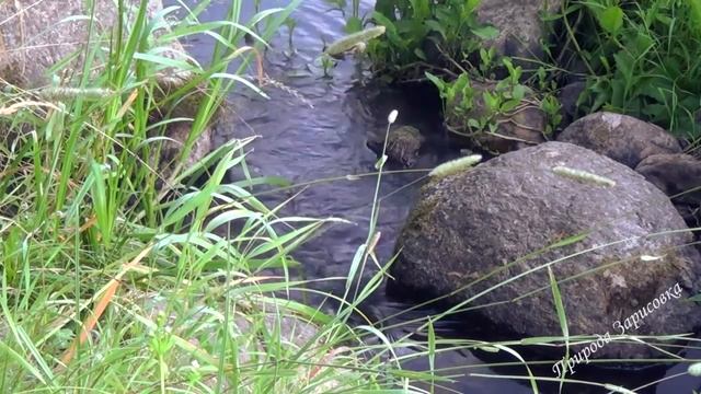 Природа нашей планеты КРАСИВЫЙ Лесной Ручей   Журчание Воды   СЛУШАЙТЕ ПРИРОДУ и Пение Птиц     ?