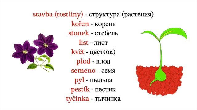 Přírodověda. Естествознание. Čeština pro cizince. Чешский язык смотреть онлайн