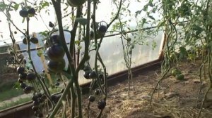 Помидоры Каштановый Шоколадный — Chestnut Chocolate Tomato