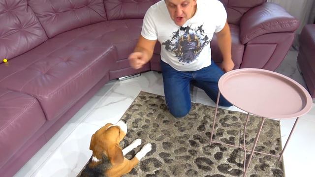 ПРИВИВКА ОТ СИРЕНОГОЛОВОГО. КАК ШЕРЛОК СОГЛАСИЛСЯ. Щенок Не ХОЧЕТ к ВРАЧУ. Брос Шоу Пет смотреть онлайн