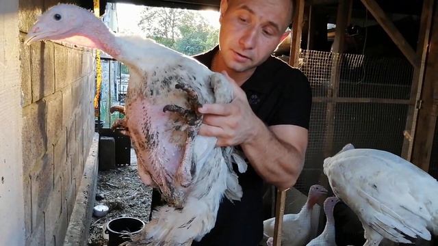 Чем кормить индюков для хорошего роста? смотреть онлайн