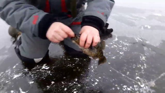 Ротан монстр!!! смотреть онлайн