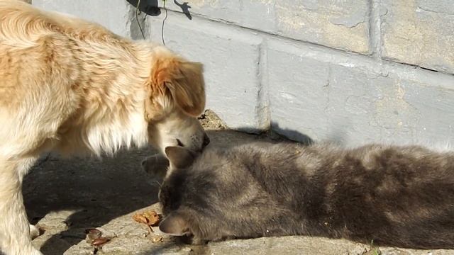 Пес лечит кота. / Dog heals cat. смотреть онлайн