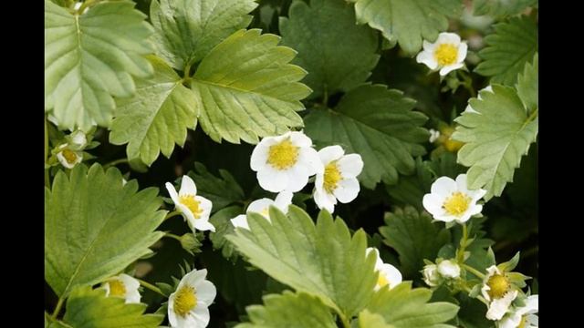 Почему клубника не цветёт, а даёт только усы смотреть онлайн