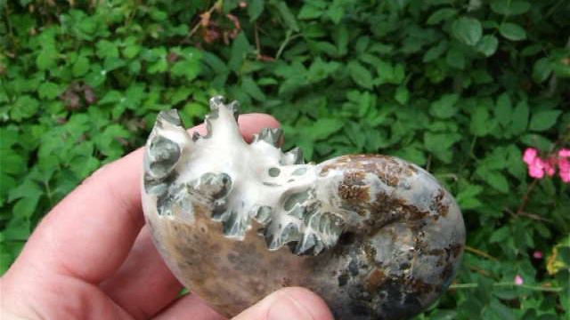 Аммонит Филоцерас / 590 смотреть онлайн