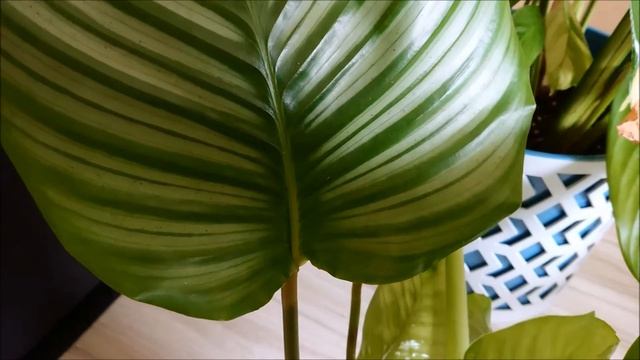 plant haul, houseplants, calathea, maranta, ctenanthe, rośliny doniczkowe, rośliny domowe смотреть онлайн