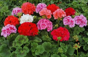 Чудо-удобрение для ГЕРАНИ. ОБИЛЬНОЕ ЦВЕТЕНИЕ без ХИМИИ