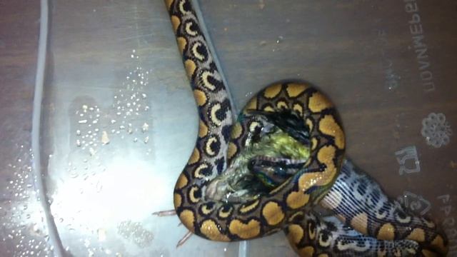 New Rainbow eats quail chiken/ Радужный удав ест цыплёнка перепела смотреть онлайн