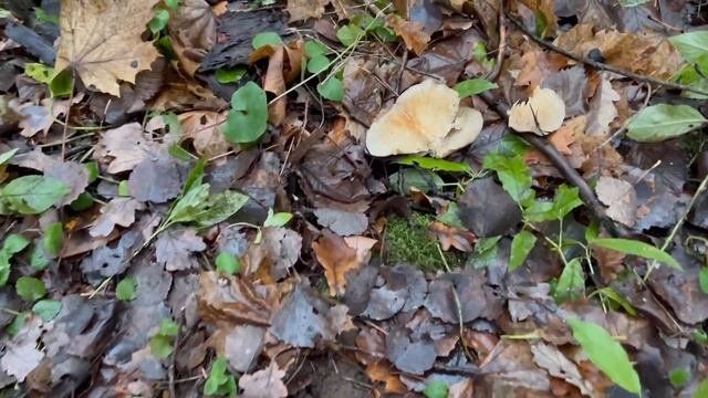 ИНТЕРЕСНО - а как там опята и вёшенки поживают? Грибы 2022 ! смотреть онлайн