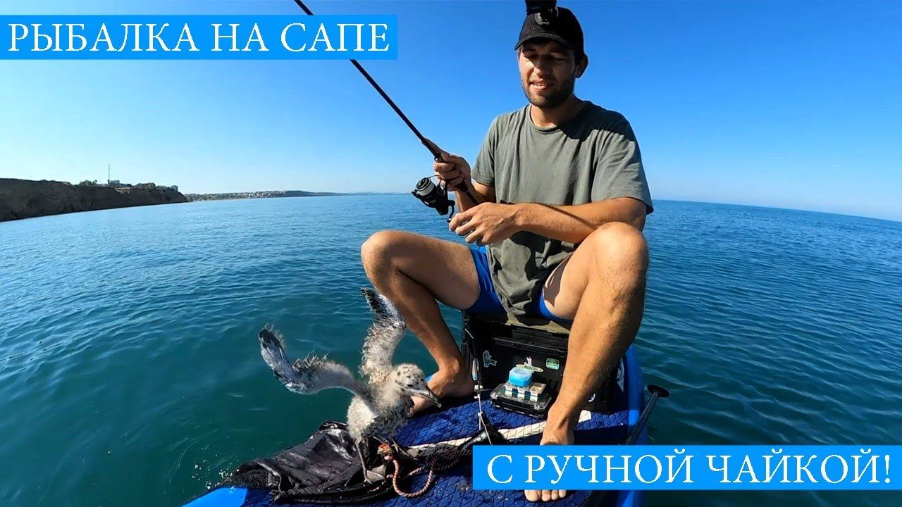 Рыбалка на САПе с РУЧНОЙ ЧАЙКОЙ! - Крым в июне, сезон ласкиря, жарим свежую икру на пляже! смотреть онлайн