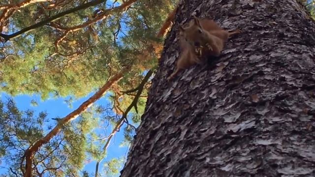 Эти забавные животные: Белка ест орешки :), белка машет лапкой :) смотреть онлайн