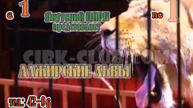 АЛЖИРСКИЕ ЛЬВЫ на арене Якутского цирка смотреть онлайн