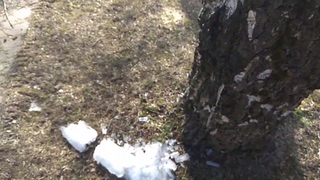 Замороженный березовый сок в Смоленске смотреть онлайн