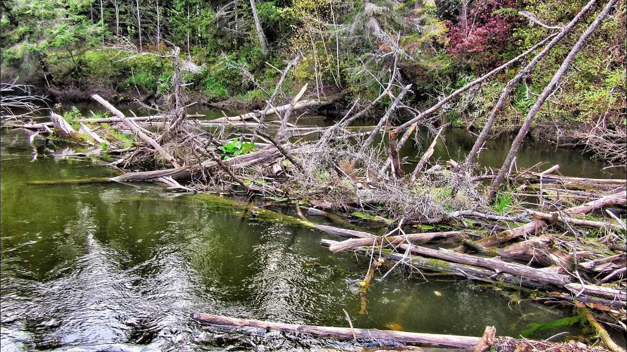 РЫБАЛКА НА САМОЙ СТРАШНОЙ РЕЧКЕ СИБИРИ! СПЛАВ ТАМ ГДЕ ГИБНУТ ЛЮДИ! смотреть онлайн