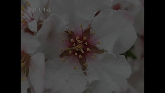 Apple Iphone 13 Vs Samsung Galaxy S21 Ultra 5G Kamera Kıyaslaması