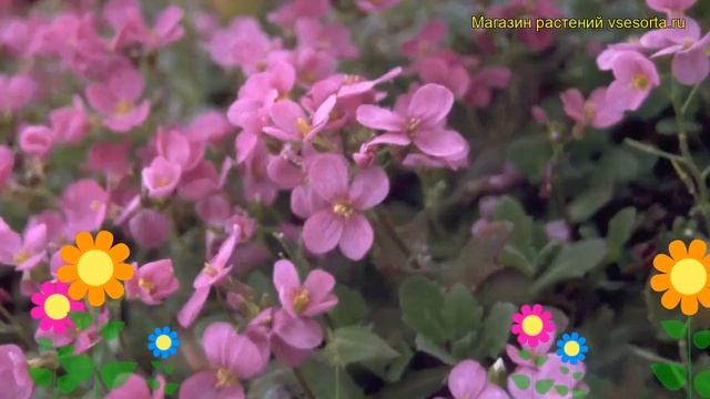 Арабис кавказский Пинки. Краткий обзор, описание характеристик arabis caucasica Pinkie смотреть онлайн