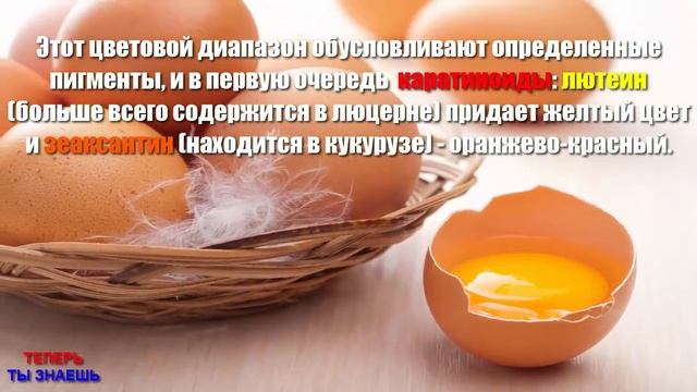 Так ВОТ От ЧЕГО Зависит ЦВЕТ Желтка КУРИНОГО Яйца !