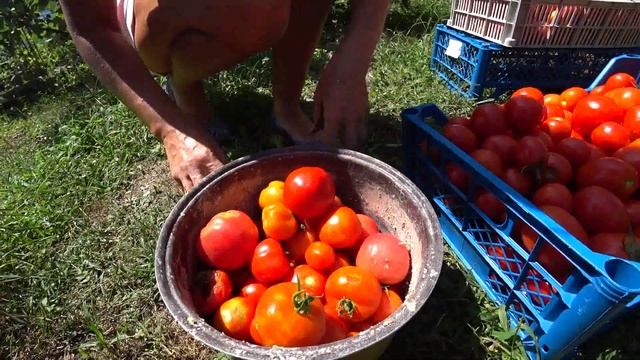 Томаты на конец августа. Очередной сбор. Состояние кустов. Краснодарский край. смотреть онлайн