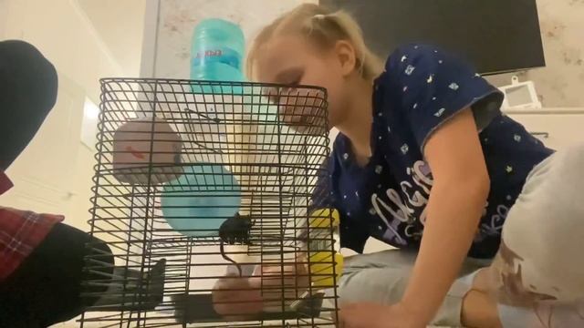 ВЛОГ АЛИСА ЗАБОЛЕЛА и осталась дома! Купили для Алисы ПОДАРОК! Домик для грызунов! смотреть онлайн