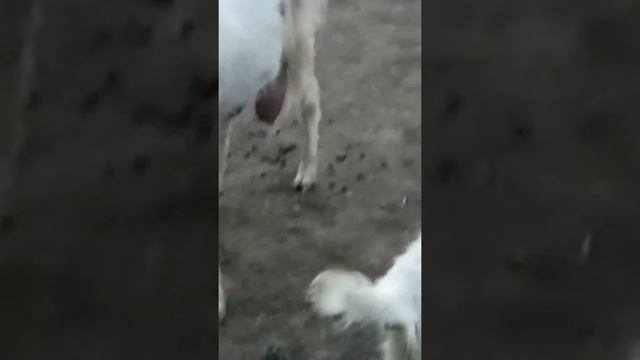 Козачка какает ?????? смотреть онлайн