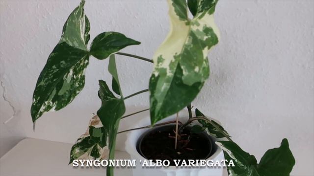 Do You RECOGNIZE These SYNGONIUM LEAVES?  🌿 Plantkins