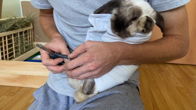 КОГТИ ПОДСТРИГЛИ И ВЫЧЕСАЛИ ШЕРСТЬ/ ДЕКОРАТИВНЫЙ КРОЛИК УХОД смотреть онлайн