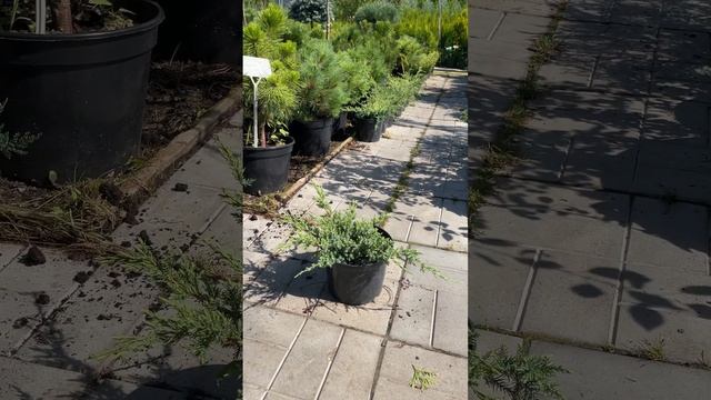 Можжевельник чешуйчатый "Холгер" смотреть онлайн