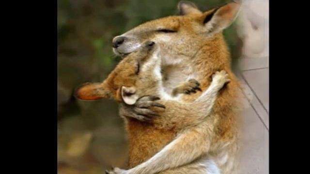 352. Мамочки и детки (выпуск 4). Картинки для хорошего настроения смотреть онлайн