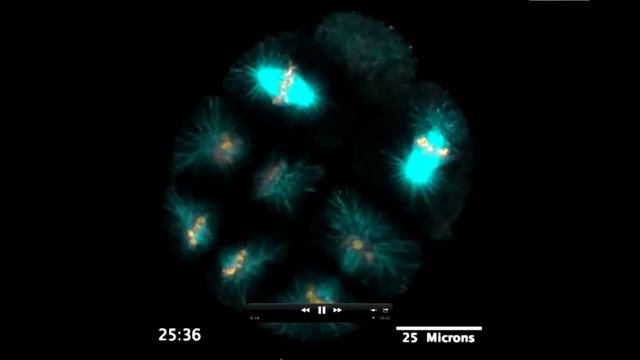 Real Microscopic Mitosis  ( MRC )