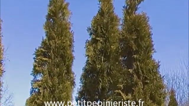 Thuya emeraude смотреть онлайн