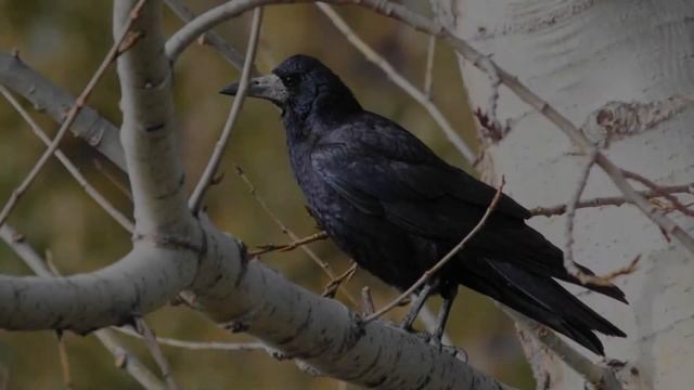 Звуки грачей: какие звуки издают грачи?