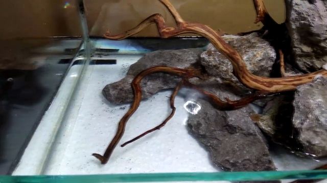 Step by Step Simple Paludarium "The Island" Tank 40 cm #103 смотреть онлайн