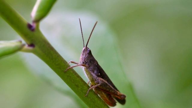 Музыкальный инструмент кузнечика.