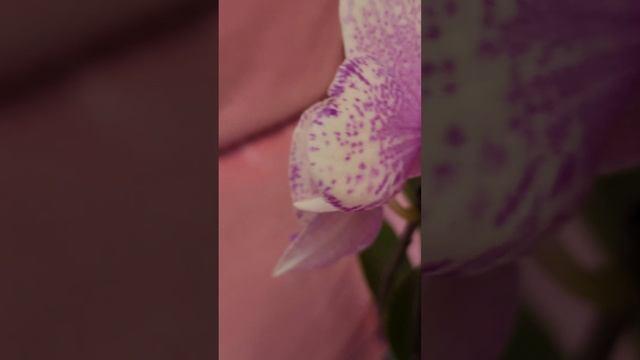 орхидея Роттердам смотреть онлайн