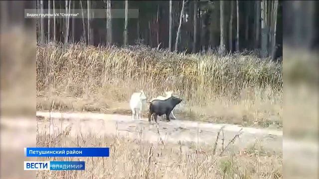 Во Владимирской области вьетнамская свинья научилась пасти коз смотреть онлайн