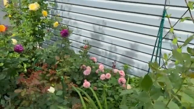 Гармоничное сочетание роз по цвету -2 часть. Розы в моем саду! смотреть онлайн