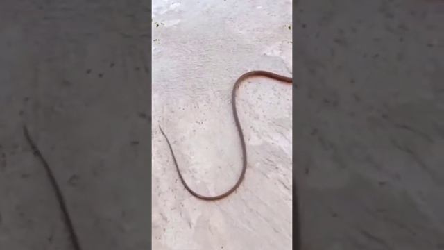 Это ящерица не отбрасывает хвост смотреть онлайн