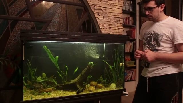 новый аквариум с цихлидами 200 литров. Запуск рыб. итоги запуска. смотреть онлайн